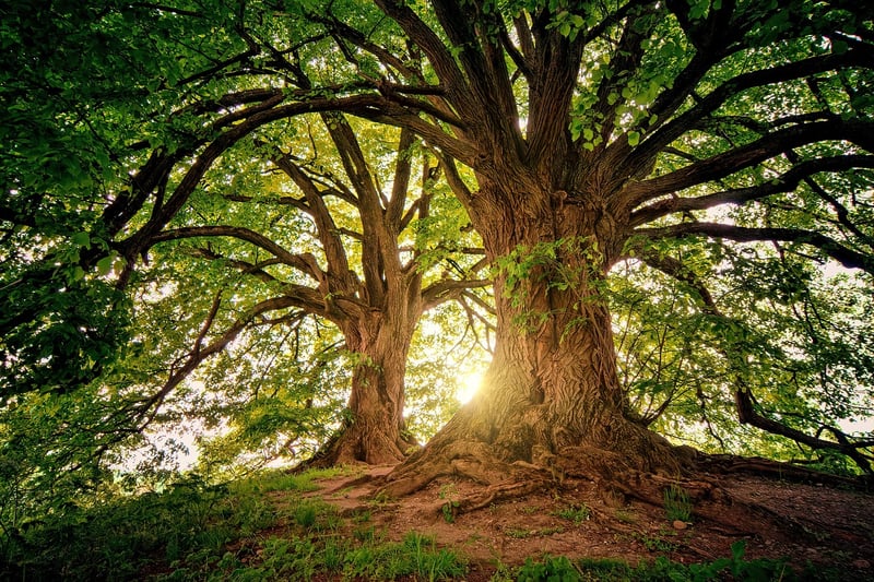 Enchanted Forest