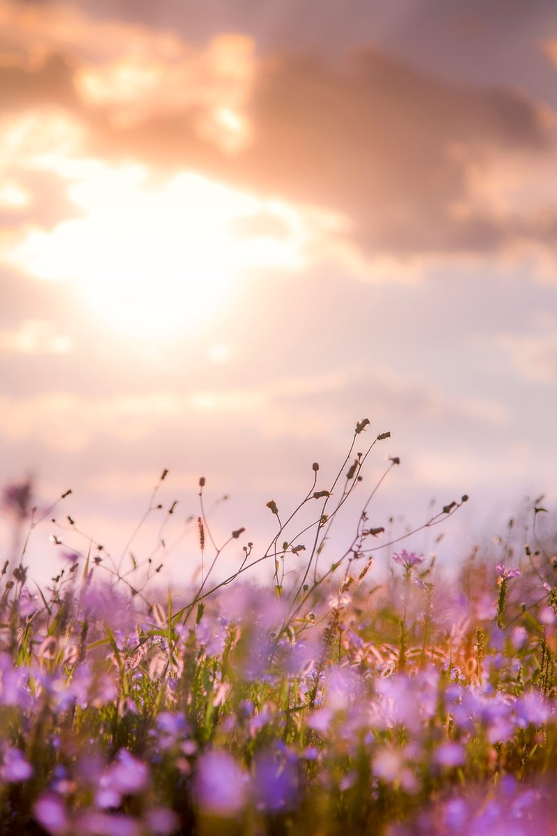 Blissful Meadows